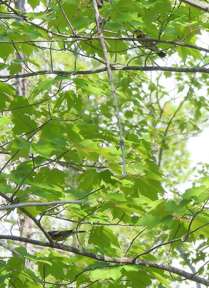 シロオビアメリカムシクイ - ML350989931