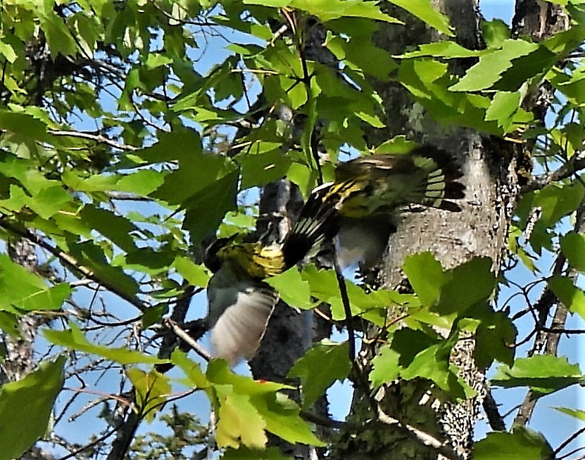 シロオビアメリカムシクイ - ML350989971