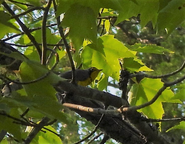 クロボシアメリカムシクイ - ML350990001