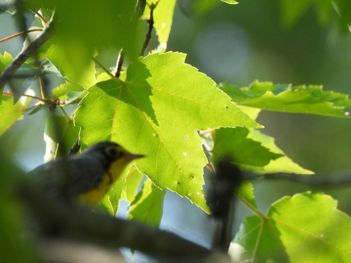 クロボシアメリカムシクイ - ML350990021