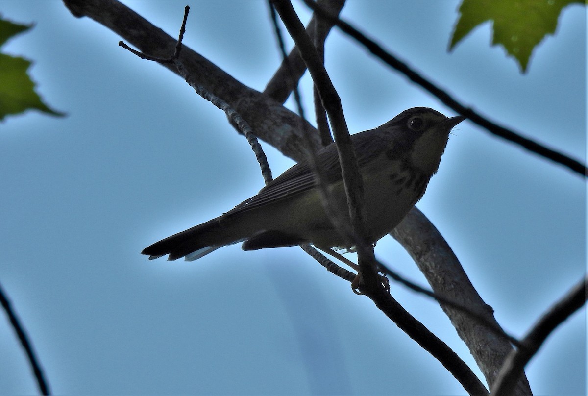 クロボシアメリカムシクイ - ML350990051