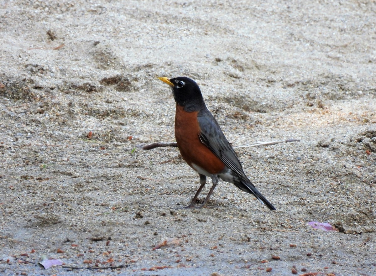 コマツグミ - ML350990151