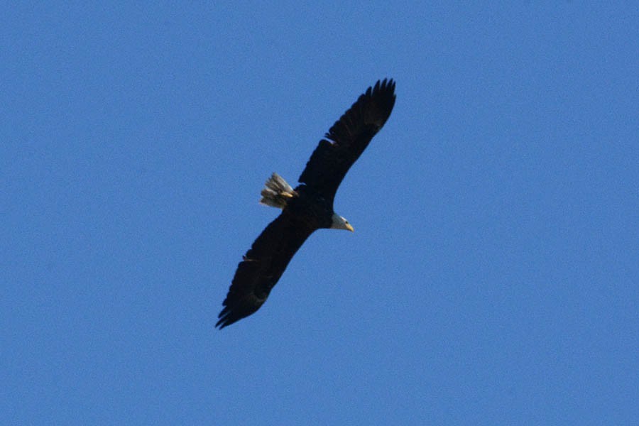 Bald Eagle - Troy Hibbitts