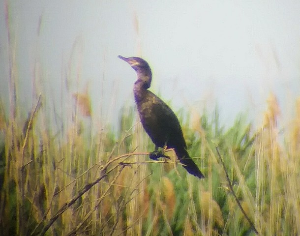 Cormoran vigua - ML350990501