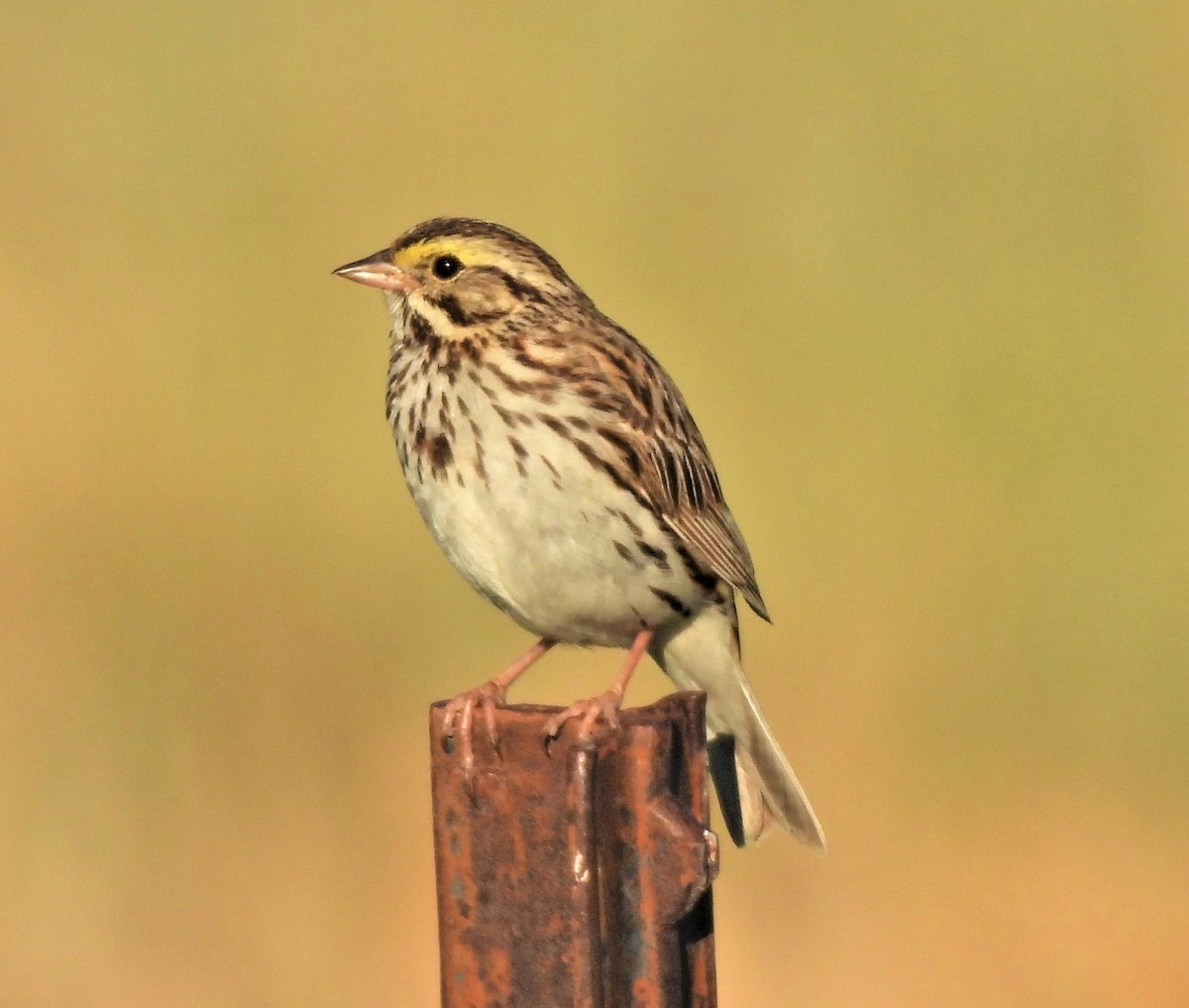 Savannah Sparrow - ML350991301