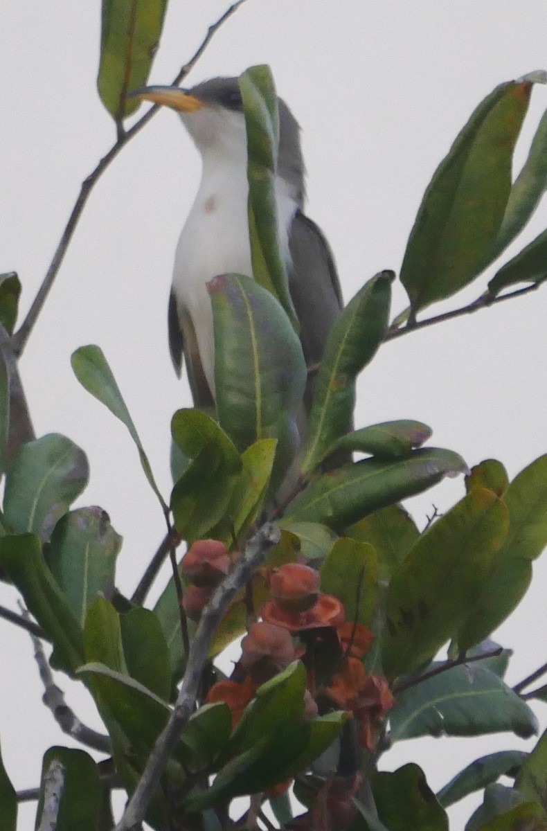 Yellow-billed Cuckoo - ML350992361