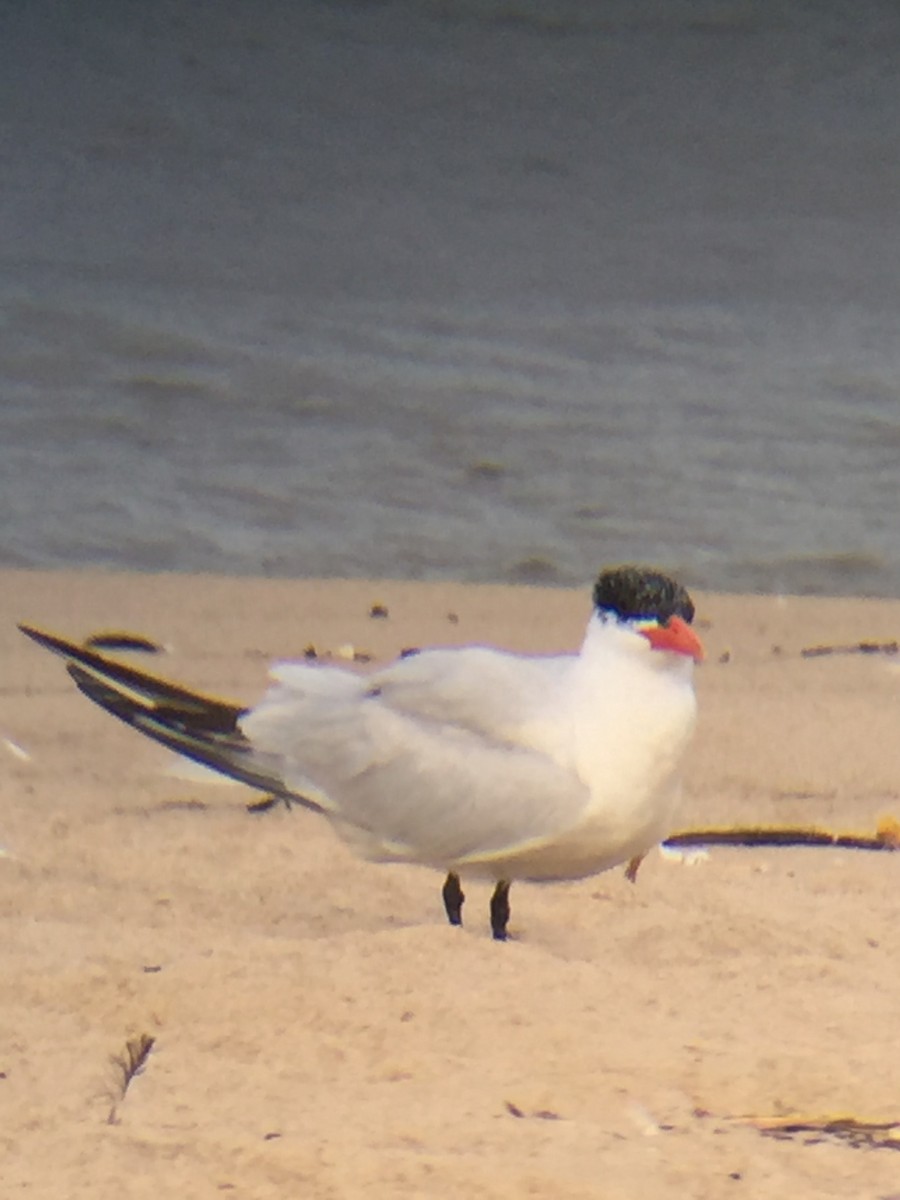 Caspian Tern - ML35099291