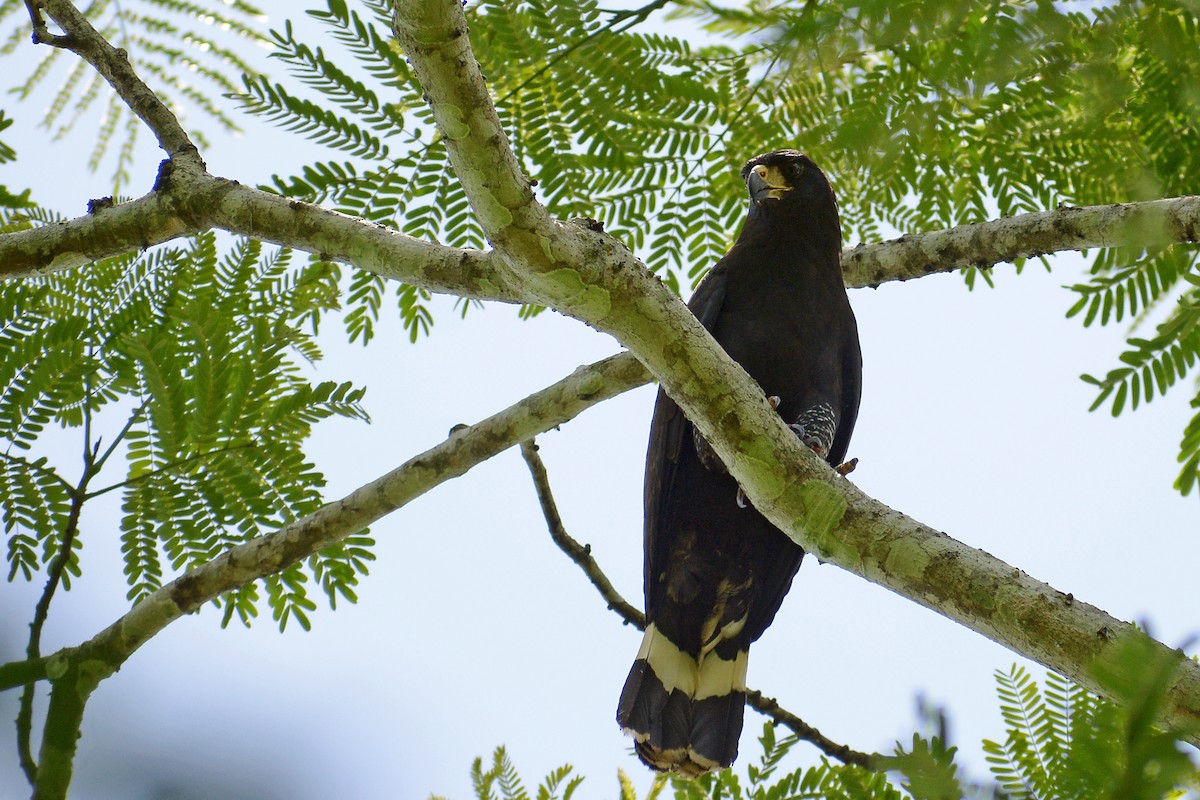 Great Black Hawk - ML350993761