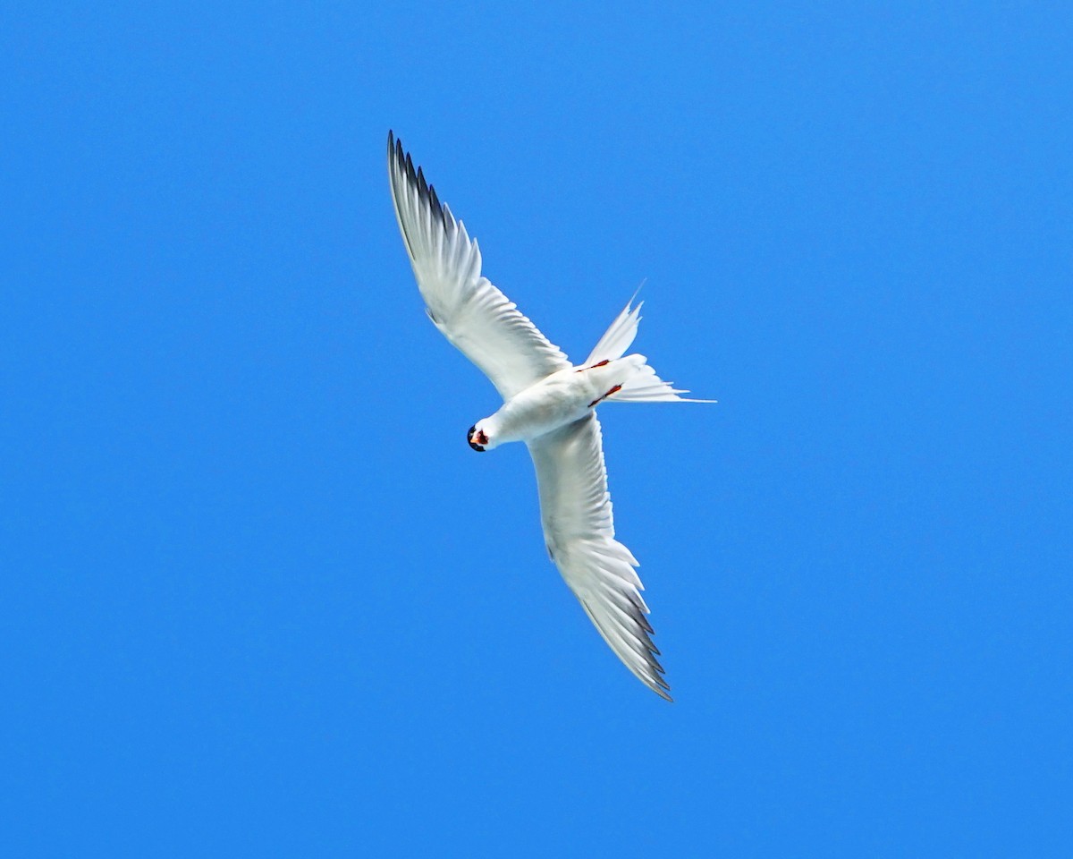 Common Tern - ML350993861