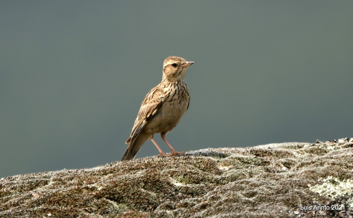 Wood Lark - ML350994491