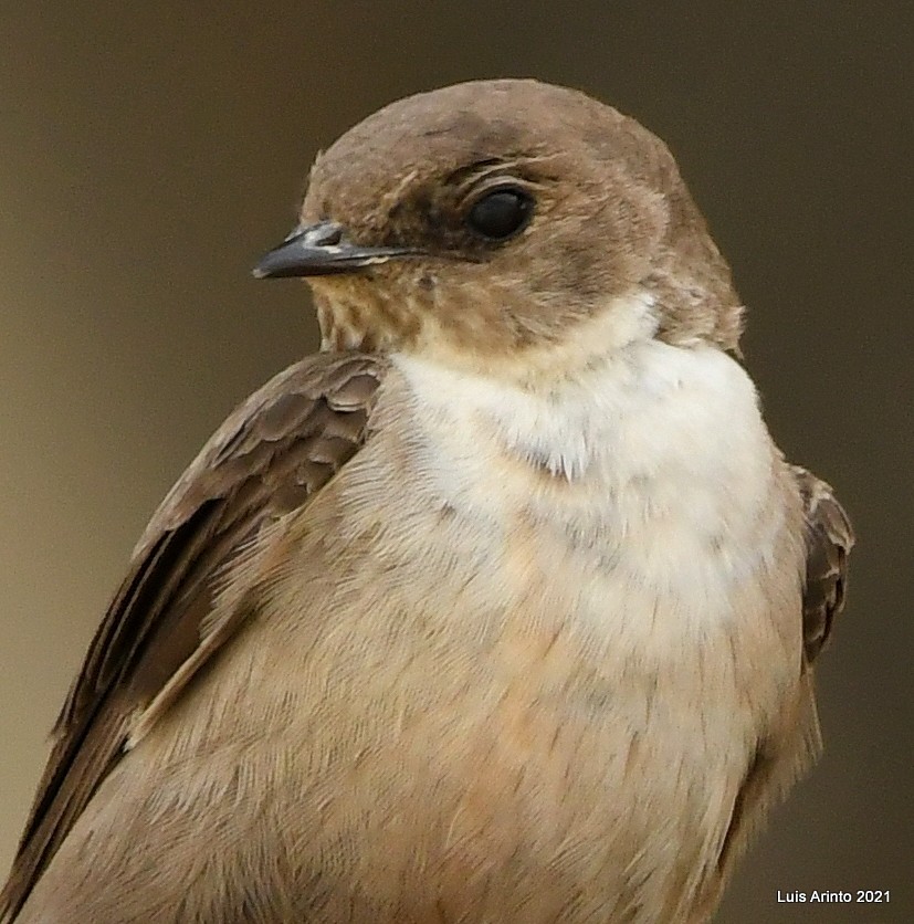 Eurasian Crag-Martin - ML350994841