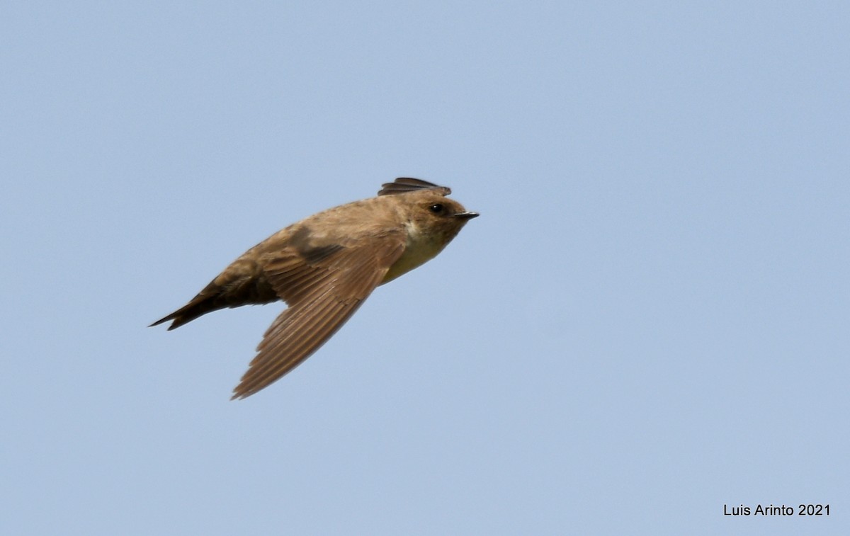 Eurasian Crag-Martin - ML350994851