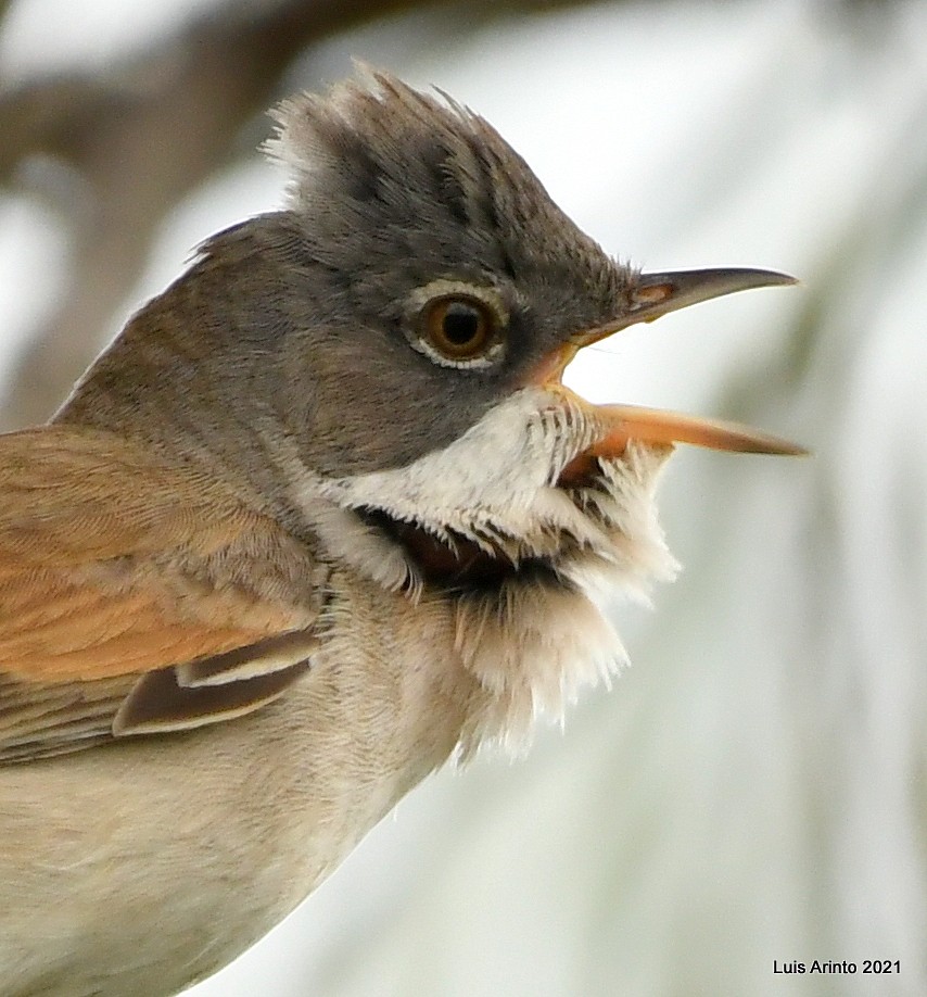 Greater Whitethroat - ML350995761