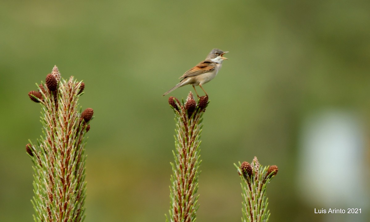 Greater Whitethroat - ML350995791