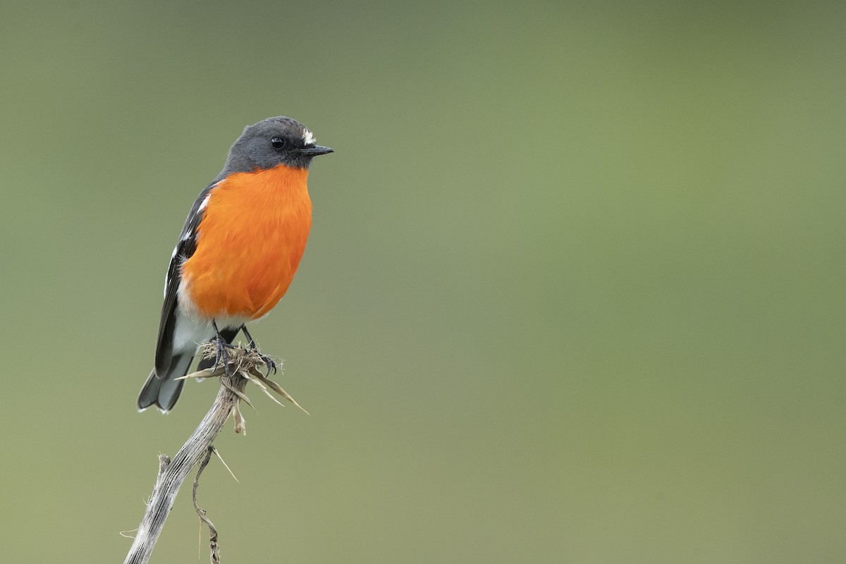Flame Robin - ML350996111