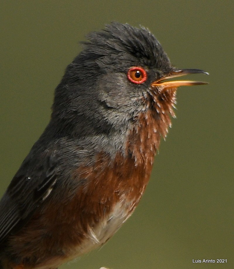 Dartford Warbler - Luis Arinto