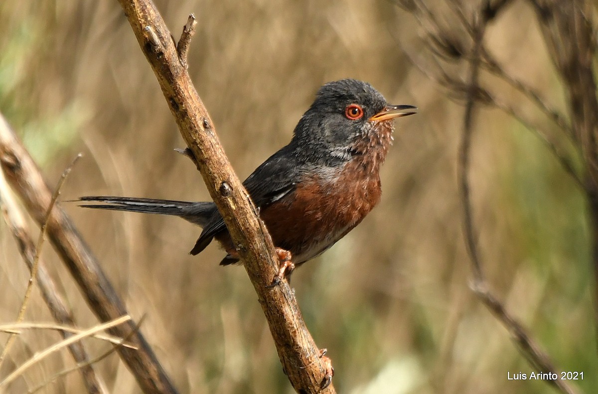 Dartford Warbler - ML350996171