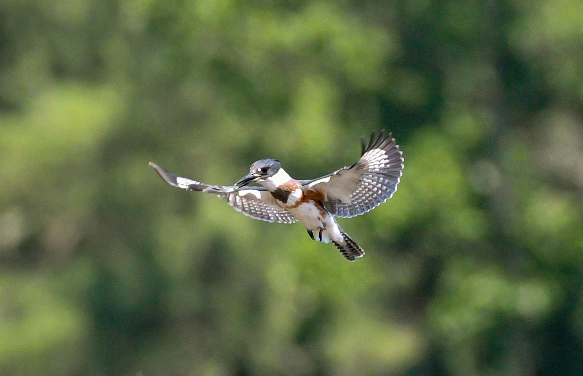 Belted Kingfisher - ML350996281