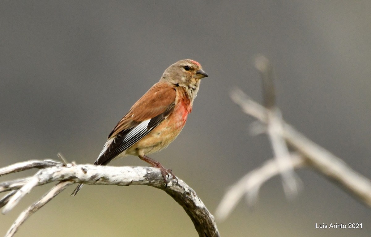 Eurasian Linnet - ML350996801