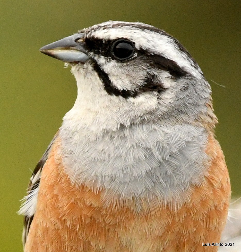 Rock Bunting - ML350997161