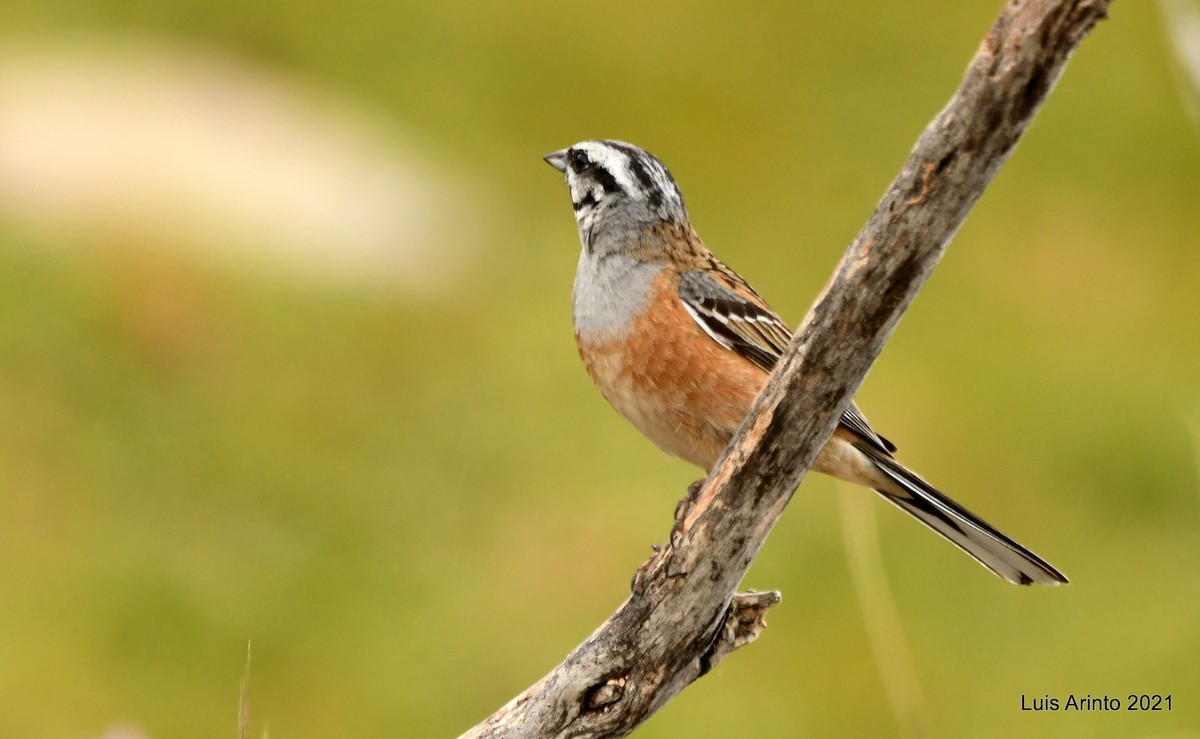 Rock Bunting - ML350997191