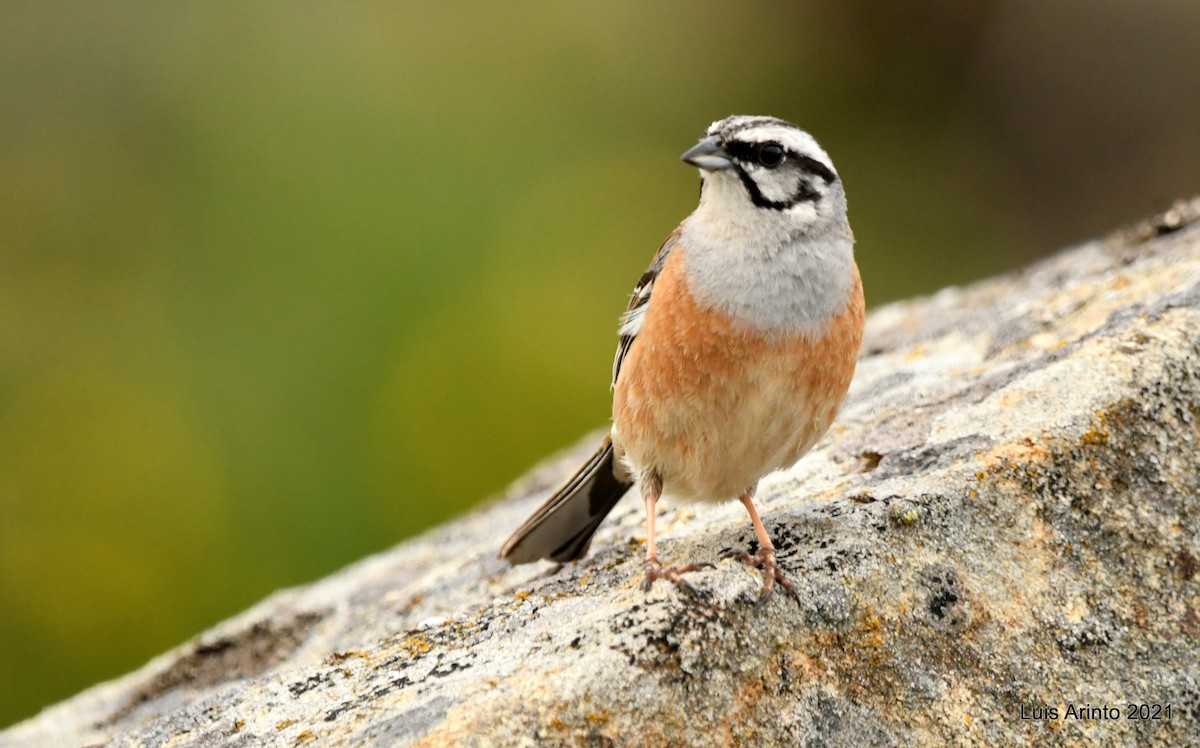 Rock Bunting - ML350997211