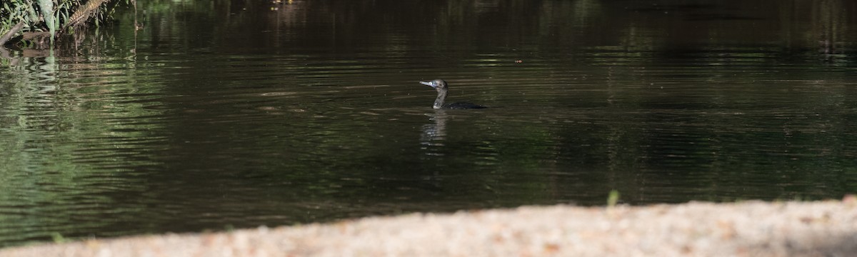 Little Black Cormorant - ML350997321