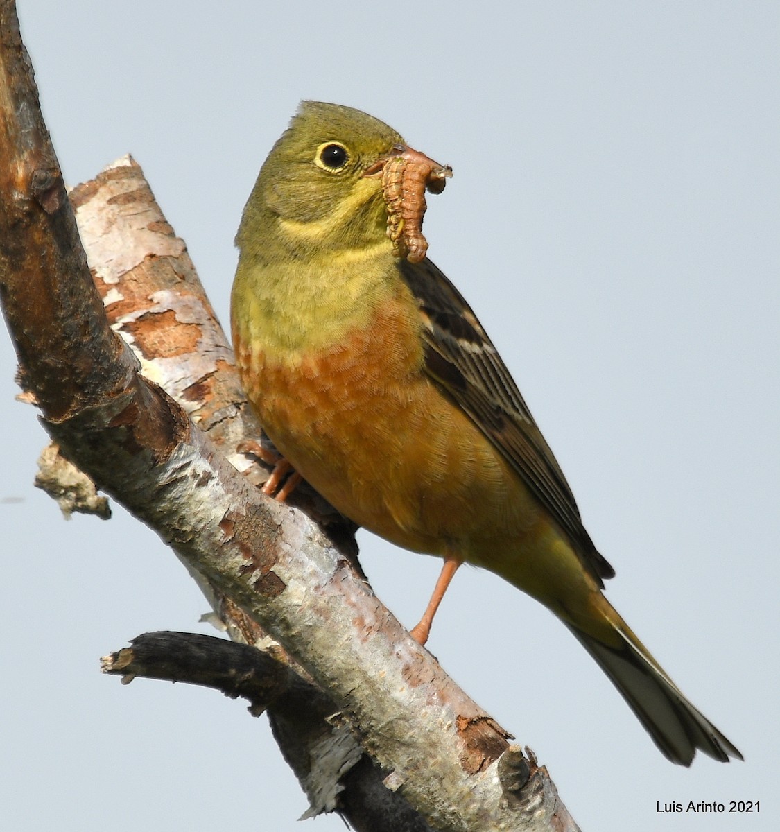 Ortolan Bunting - ML350997521