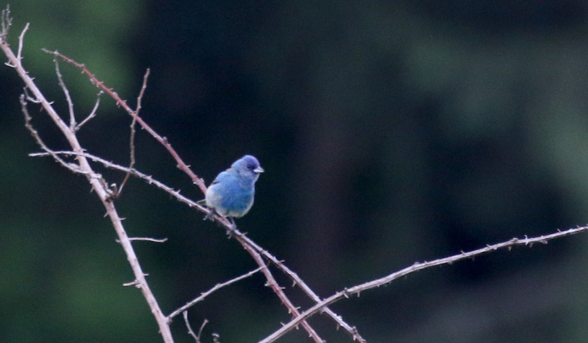 Indigo Bunting - ML350997981