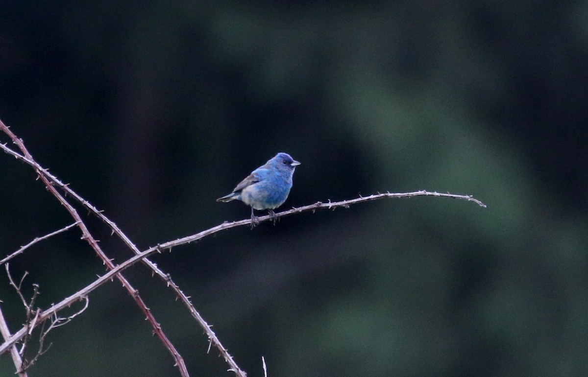 Indigo Bunting - ML350998001