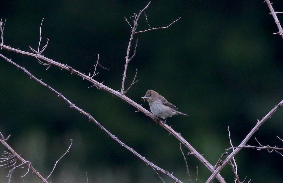 Indigo Bunting - Jay McGowan