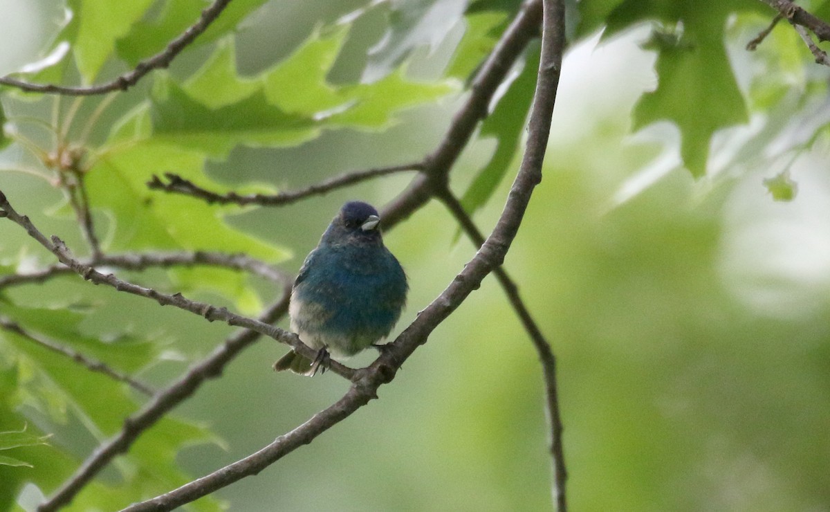 Indigo Bunting - ML350998061