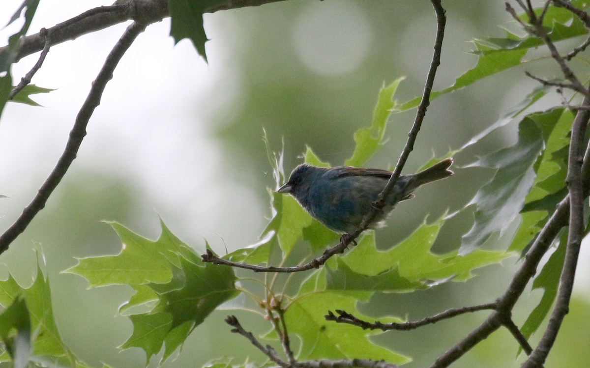 Indigo Bunting - ML350998071