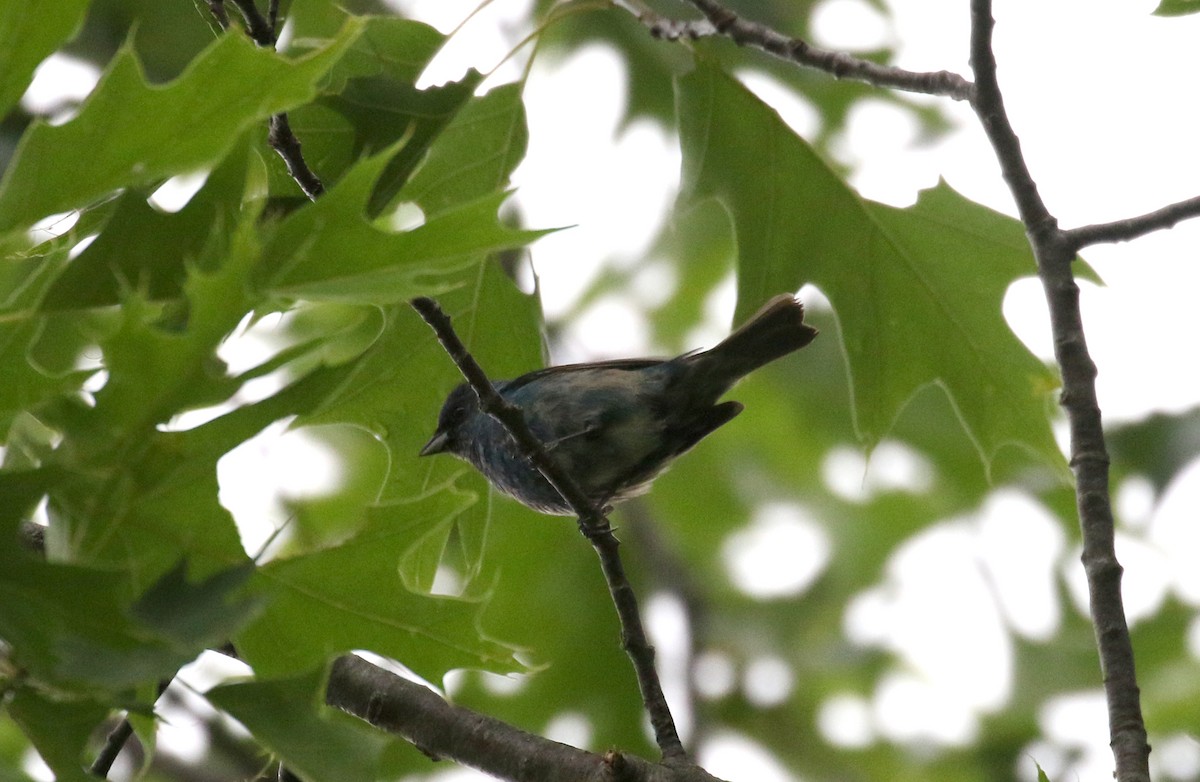 Indigo Bunting - Jay McGowan