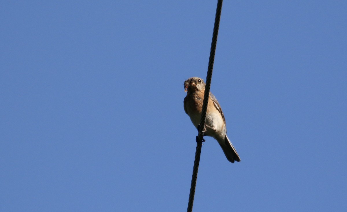 Eastern Bluebird - ML350998371