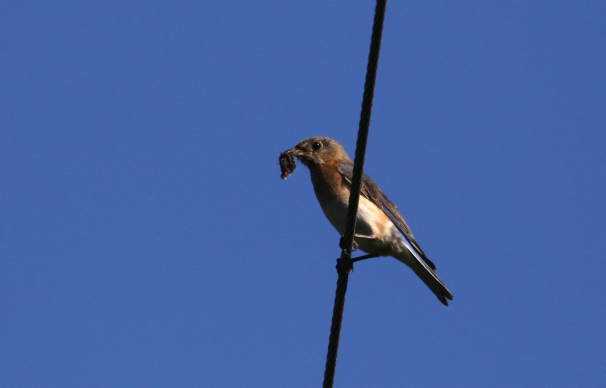 Eastern Bluebird - Jay McGowan