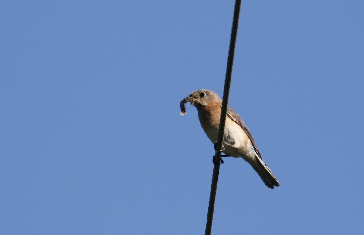 Eastern Bluebird - Jay McGowan