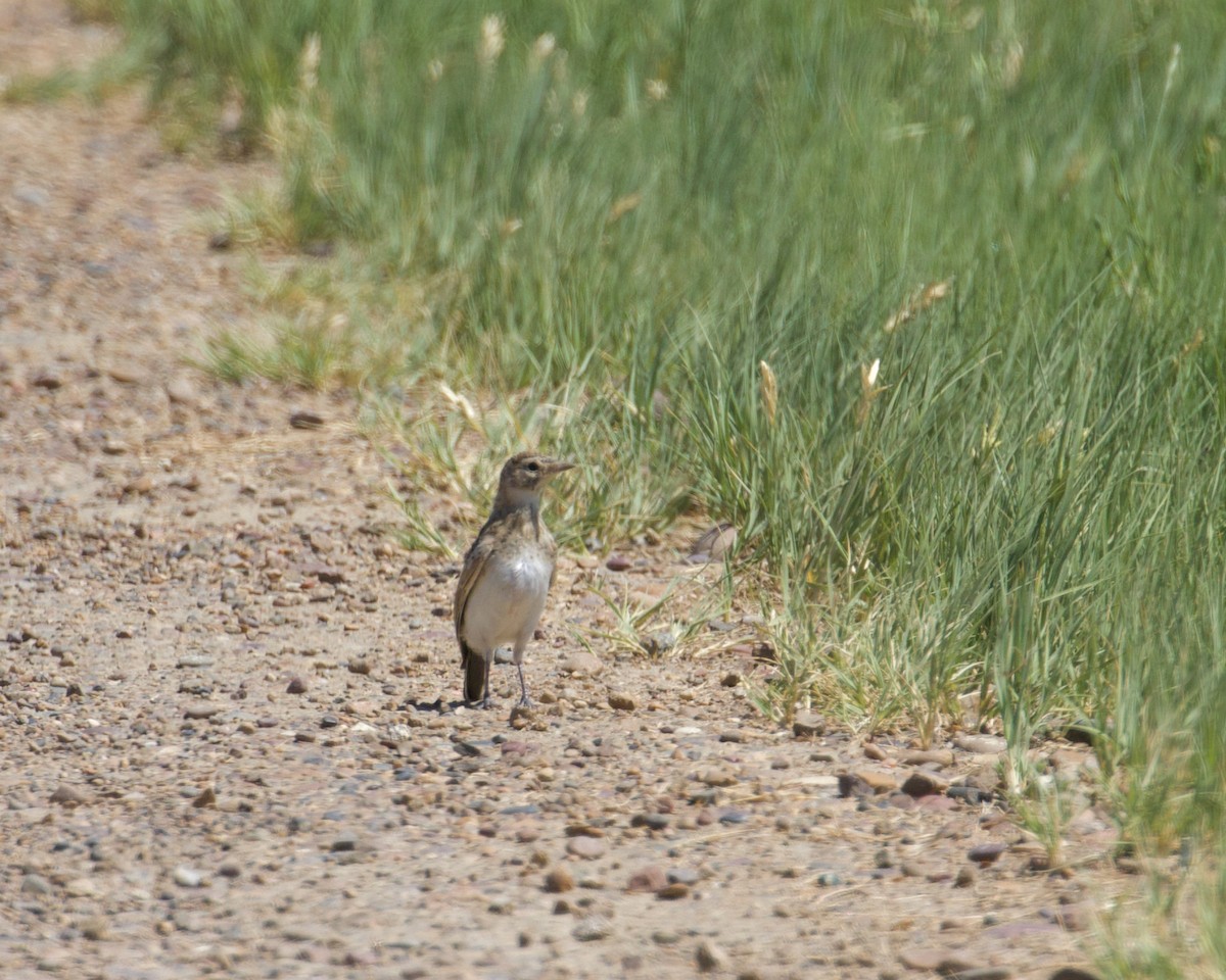 Horned Lark - Terence Degan