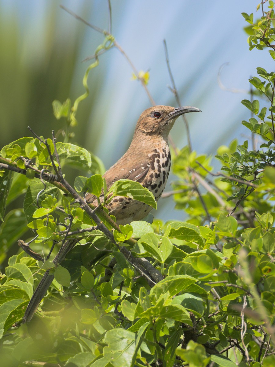 Ocellated Thrasher - ML350998531