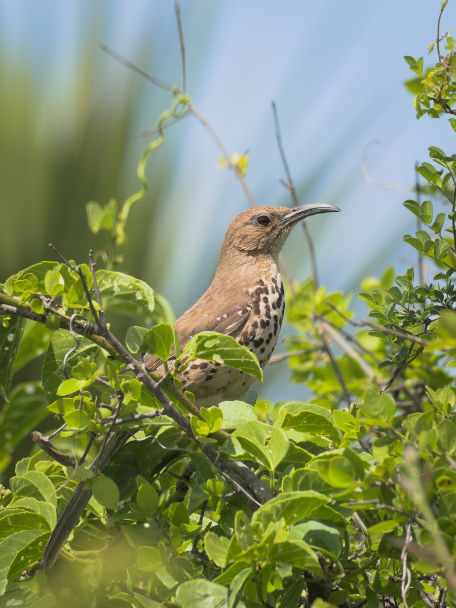 Ocellated Thrasher - ML350998561