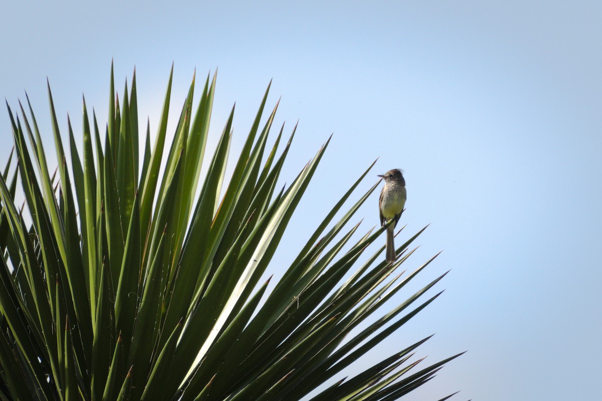 Pileated Flycatcher - ML350998571