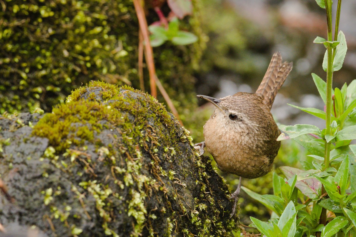 Northern House Wren (Brown-throated) - ML350998971