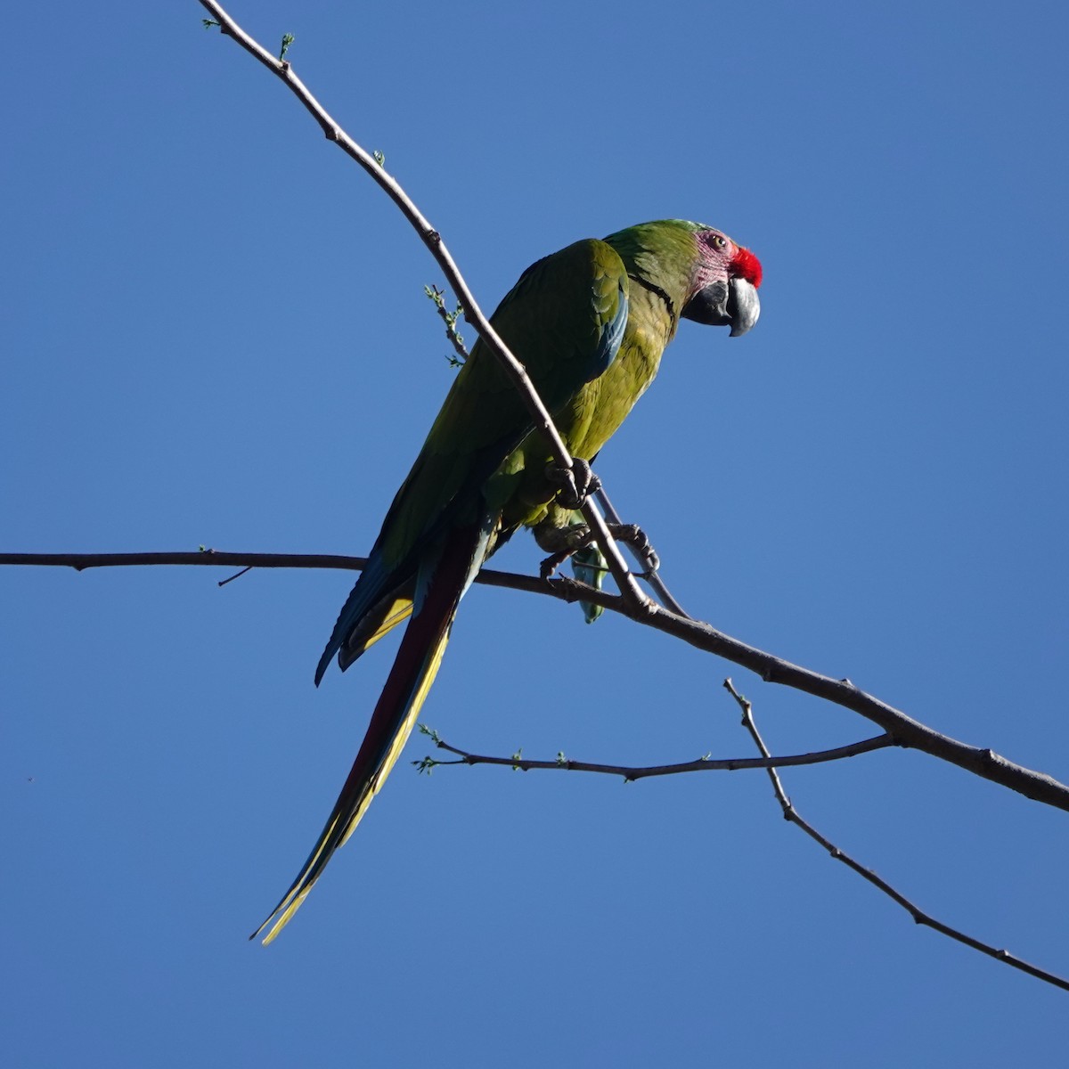 Military Macaw - Rose Ann Rowlett