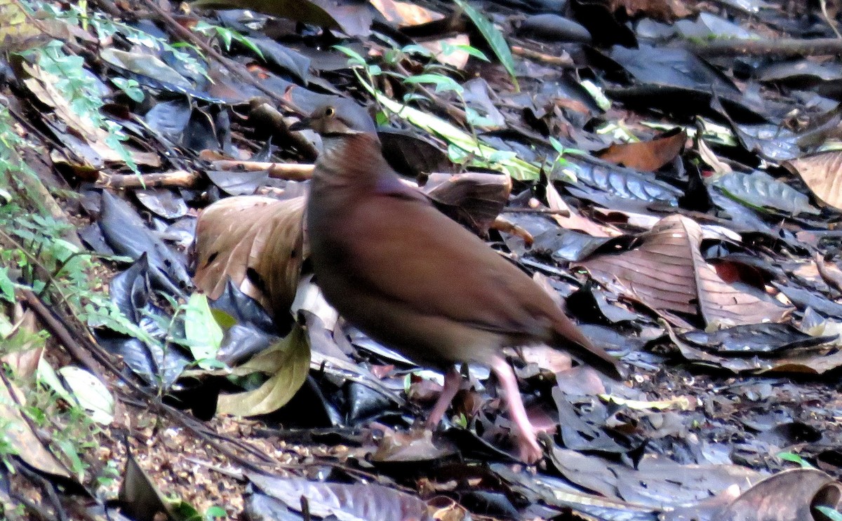 White-throated Quail-Dove - ML35100181