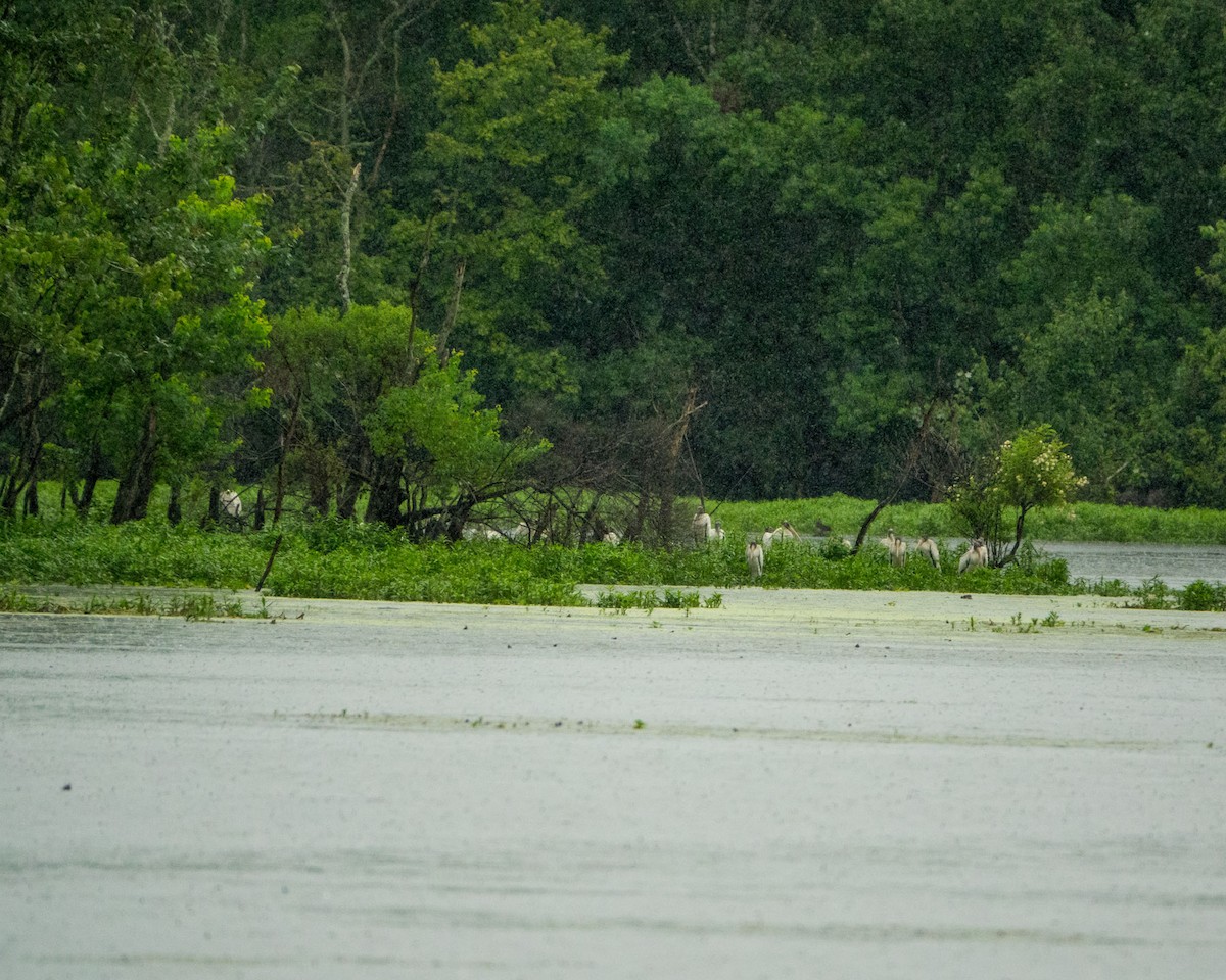 Wood Stork - ML351001831