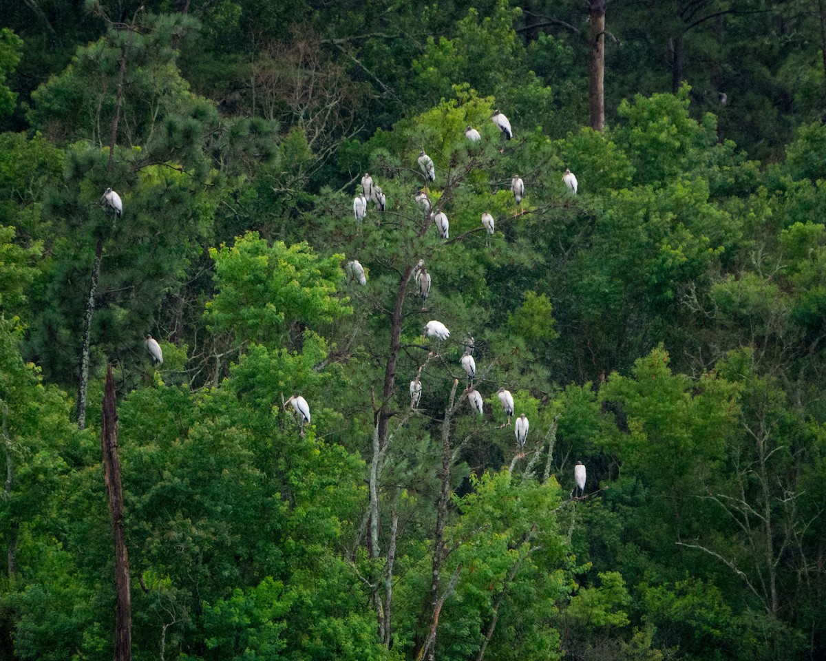 Wood Stork - ML351001841