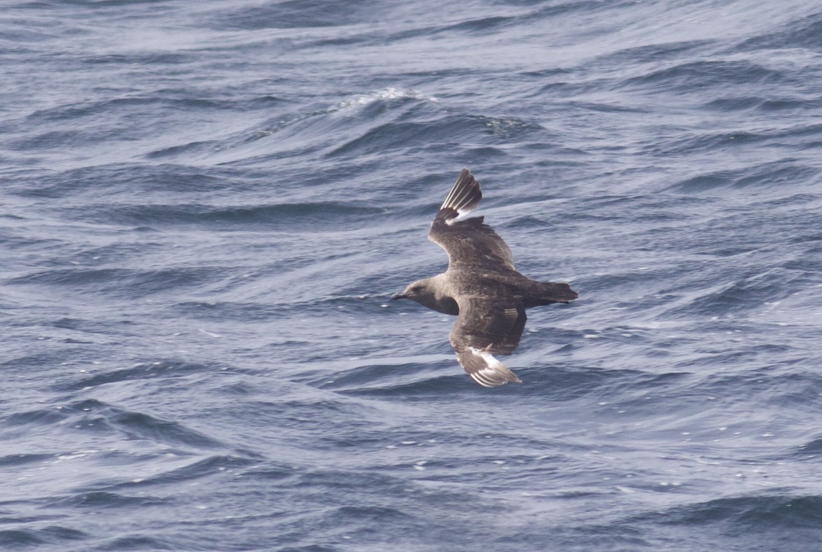 South Polar Skua - ML351002541