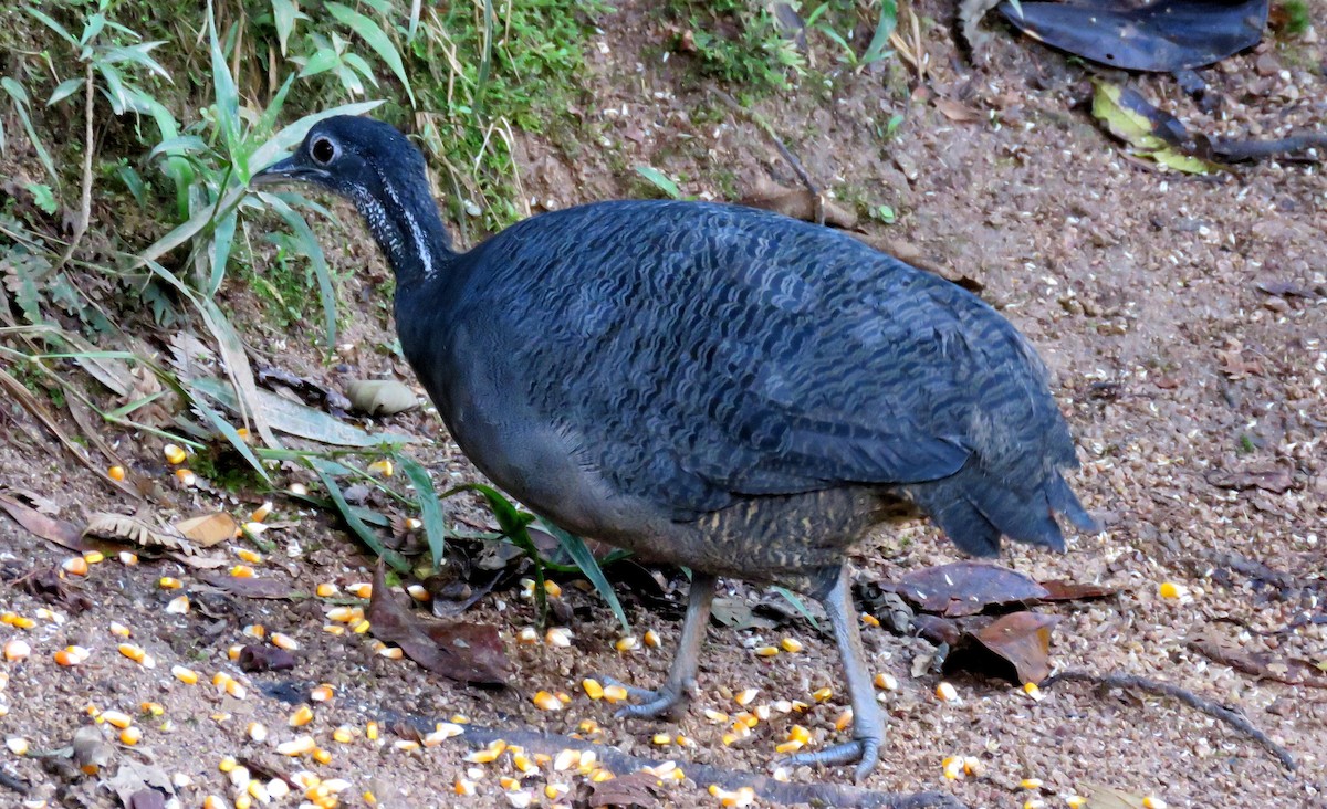 Gray Tinamou - ML35100311