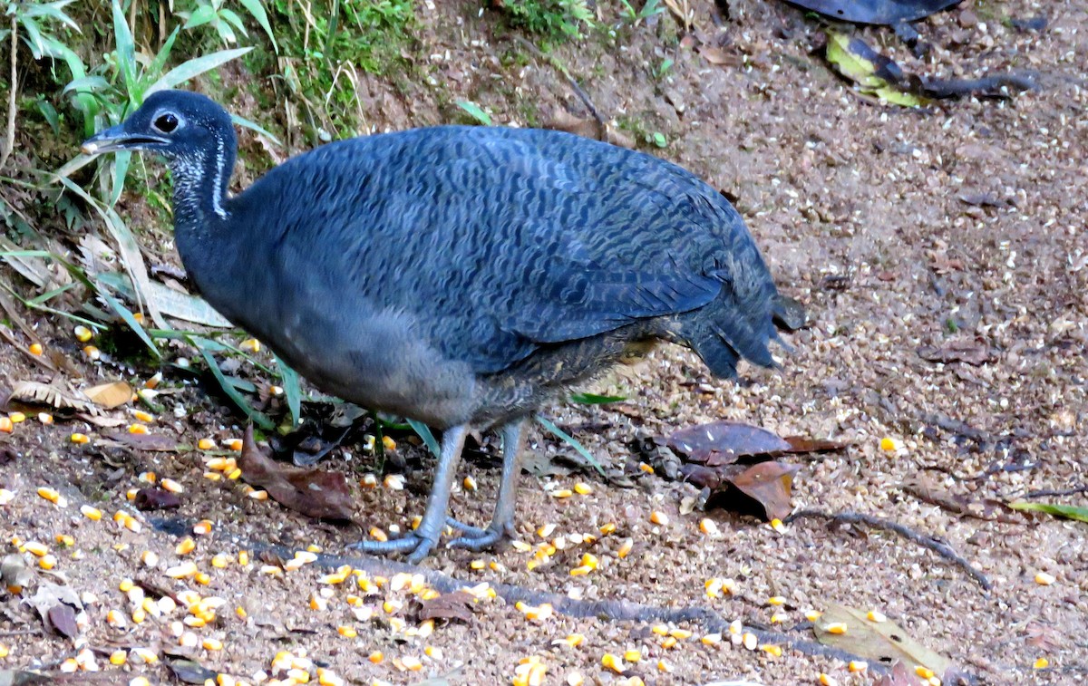 Gray Tinamou - ML35100331