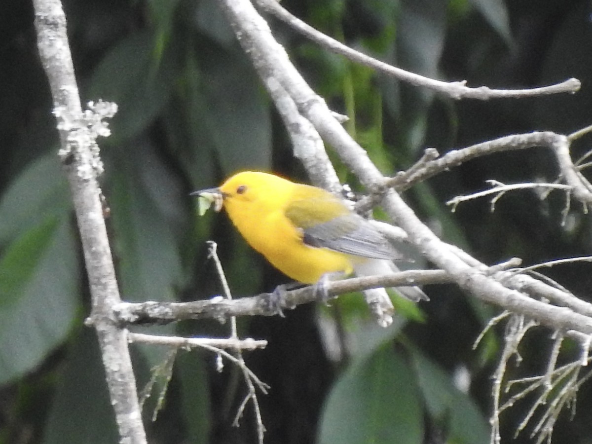 Prothonotary Warbler - ML351005321